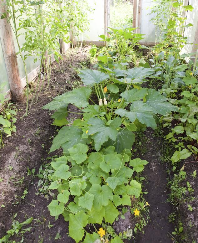 Gardening, gardening hacks, gardening tips, easy gardening tips, popular pin, outdoor living, indoor gardening, easy gardening, organic gardening.
