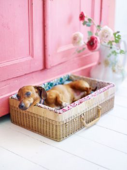 Easy DIY Dog Beds for Your Furry Friends - DIY Dog Beds, DIY Projects, DIY Pet Projects, DIY Pet Beds, Pet Bed Tutorials, Make Your Own Dog Bed, How to Make Your Own Dog Bed, Fast DIY Projects, Quick DIY, Popular Pin