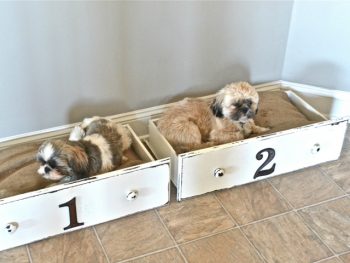 Easy DIY Dog Beds for Your Furry Friends - DIY Dog Beds, DIY Projects, DIY Pet Projects, DIY Pet Beds, Pet Bed Tutorials, Make Your Own Dog Bed, How to Make Your Own Dog Bed, Fast DIY Projects, Quick DIY, Popular Pin