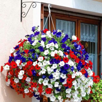 10 Hanging Baskets for the 4th of July| Hanging Baskets, Holiday Hanging Baskets, 4th of July Hanging Baskets, Outdoor Hanging Baskets, Container Gardening, DIY Outdoor Hanging Baskets, Summer, Summer Holiday, Popular Pin