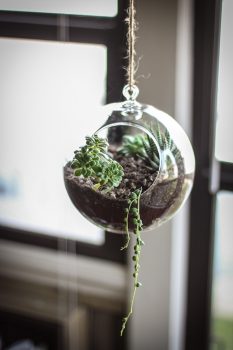 12 Simple DIY Terrariums| DIY Terrarium Projects, How to Make Your Own Terrarium, Indoor Gardening, Terrarium Designs, Unique Terrarium Designs, DIY Home, DIY Home Decor, Container Gardening, Popular Pin