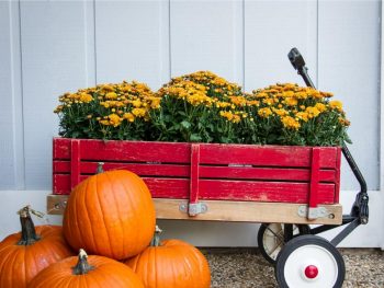 Fall Curb Appeal, Fall Curb, Fall Porch Decor, DIY Fall Porch Decor, Fall Porch Decor Ideas, Curb Appeal Projects, DIY Curb Appeal Projects, Fast Curb Appeal Projects, Cheap Curb Appeal