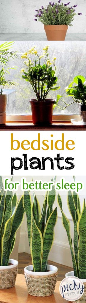 Bedside Plants for Better Sleep| Indoor Gardening, Indoor Gardening TIps and tricks, Gardening, Bedside Gardening, Sleep Hacks #SleepHacks #IndoorGarden