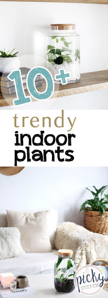 10+ Trendy Indoor Plants| Indoor Plants, Easy to Grow Indoor Plants, Simple Indoor Plants, Easy Care Indoor Plants, Low Maintenance Indoor Plants, Gardening, Indoor Gardening, Indoor Gardening TIps and Tricks, Popular Pin #IndoorGardening #Gardening #IndoorPlants