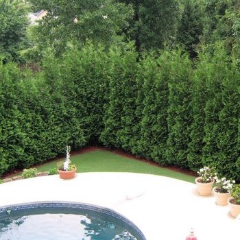 Create Backyard Privacy, How To Landscape Backyard For Privacy