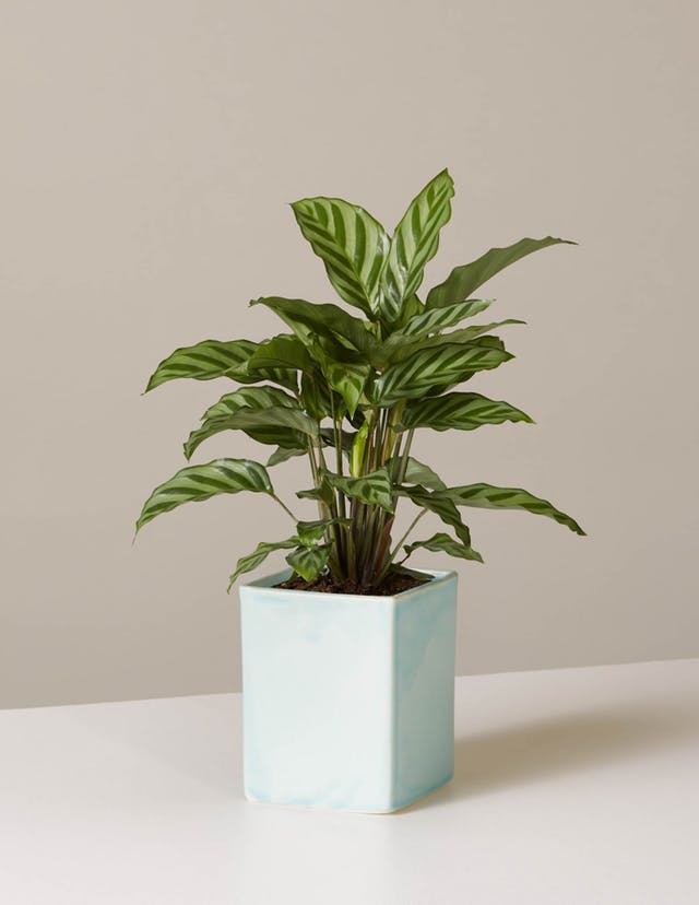 10+ Trendy Indoor Plants • Picky Stitch